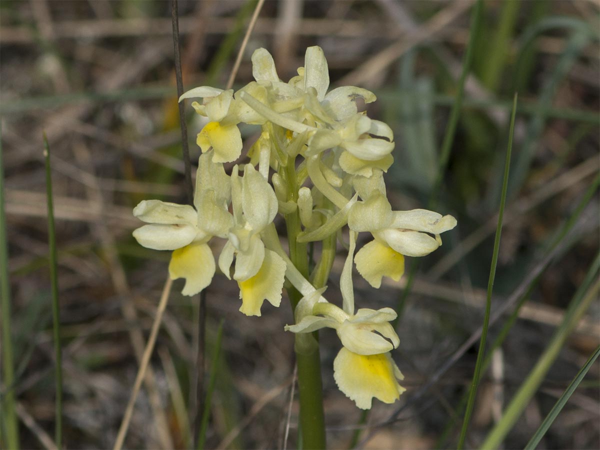 Orchis pauciflora